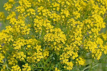 Blühendes Orientalisches Zackenschötchen, Bunias orientalis