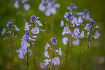Wild Flower of Veronica, also known as Speedwell. Close Up View