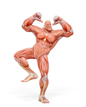 bodybuilder muscle maps is dancing in white background