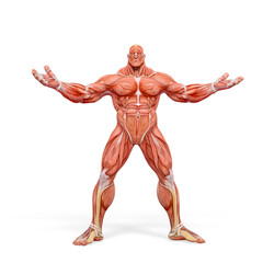 Fototapeta na wymiar bodybuilder muscle maps with arms wid open in white background