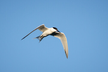 Tern bird flying in the sky