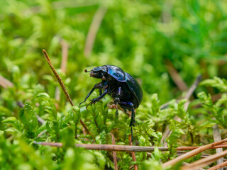Dung beetle.