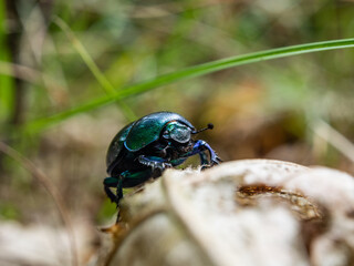 Forest dung beetle.