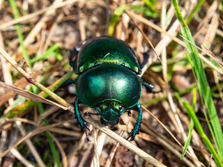 Dung beetle in the forest litter. Macro photography, nature.