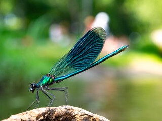 Black dragonfly on an old stump above the water.