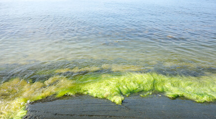 Bright green seaweed growing on rocky beach