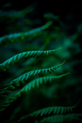 Natural fern pattern. Beautiful background with young green fern leaves. Beautiful ferns leave green foliage with a floral dark background.