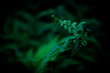 Natural fern pattern. Beautiful background with young green fern leaves. Beautiful ferns leave green foliage with a floral dark background.