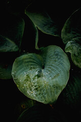 Obraz premium Hosta leave with water drops after rain. Green heart-shaped leaves. Tropical fresh mood. Natural light. Natural pattern. 