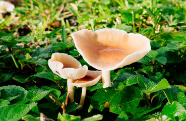 Close-up of mushroom and grass after rain	
