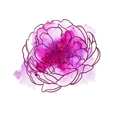 Beautiful pink watercolor flower. Vector illustration