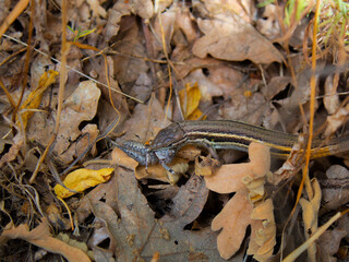 Lagarto comiendo grillo