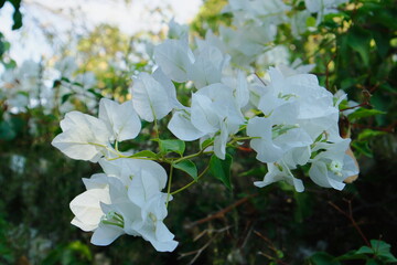 white flowers of the bugenvillea  in the garden