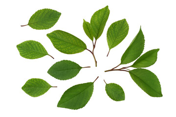 Cherry leaves isolated on a white background, top view.