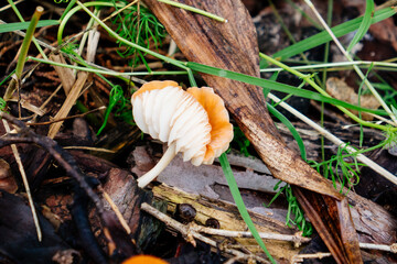 Close-up of mushroom and grass after rain	