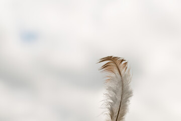 A small fluffy goose feather
