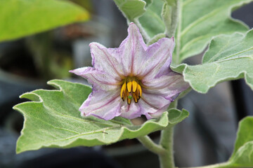 Macro photo of common eggplant flower blossoms