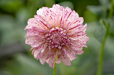 Beautiful Avignon Dinner Plate Dahlia with deep purple streaks in its petals.