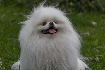 Bright white spitz in the park. A small, pure white Spitz dog walks in a city park and looks at the photographer. Close-up. Lovely dog, pet concept, cute doggy, pretty, domestic animal.
