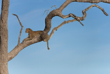 Fototapeta na wymiar Leopard Perched High on a Tree Limb in Botswana