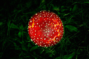 fly agaric in the forest