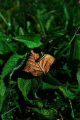 butterfly on the leaf