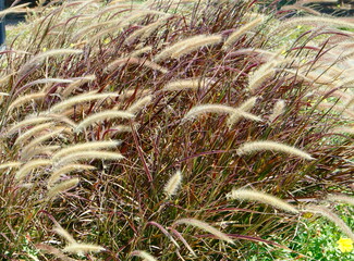 grass in the wind