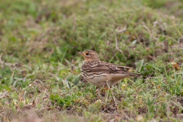 Side profile of red-throated fig (Anthus cervinus) in grass.