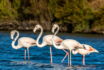 flamingos in the water