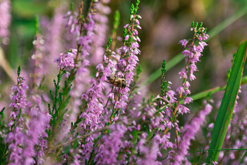 Jesień w lesie. Kwitnący wrzos.