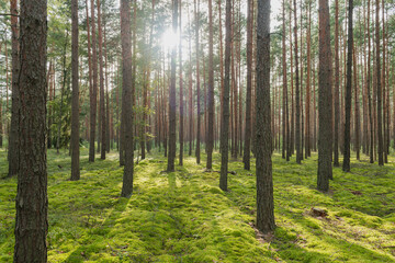 Sosnowy las w słoneczny dzień.