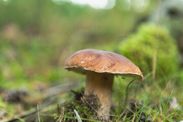 Grzybobranie. Jesień w lesie.
