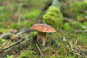 Grzybobranie. Jesień w lesie.
