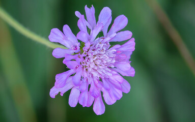 a beautiful pink violet field scabious (Knautia arvensis) growing wild on Salisbury Plain, Wiltshire UK