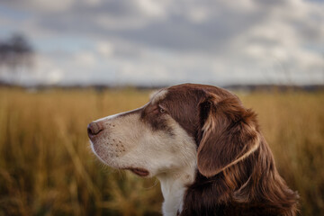 Hund sitzt im Feld und beobachtet Personen