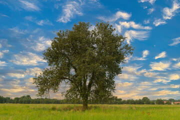 Samotne drzewo na tle błękitnego, lekko zachmurzonego nieba.