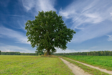 Samotne drzewo na tle błękitnego, lekko zachmurzonego nieba. - obrazy, fototapety, plakaty