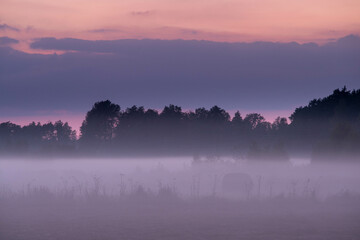 Wieczorne mgły nad łąkami. - obrazy, fototapety, plakaty