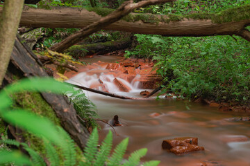 Spieniony, mały strumień płynący przez dziki las. - obrazy, fototapety, plakaty
