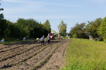 collecting potatoes in the village in a subsidiary farm. manual labor and assistance with a small tractor