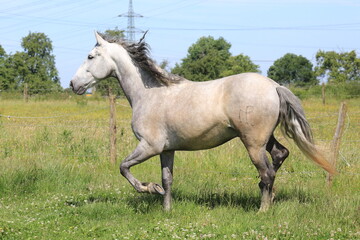 Schönes Pferd/Schimmel auf der Weide
