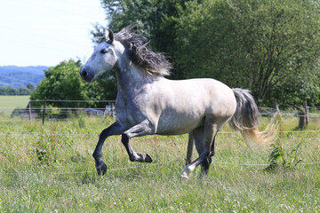 Schönes Pferd/Schimmel auf der Weide