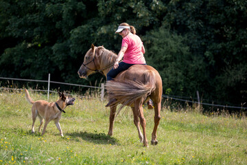 Pferd und Schäferhund mit Besitzerin