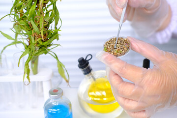 laboratory assistant doing chemical research, medical marijuana laboratory scientific research, green cannabis plants, extract production concept