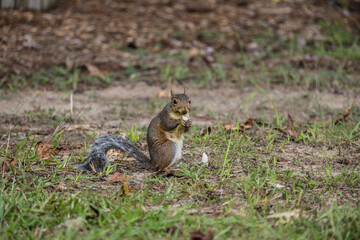 Eastern gray squirrel eating a mushroom