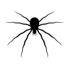 Spooky spider silhouette. Poisonous black karakurt insect prepares to attack victim. Black widow lurking in ambush. Halloween creep vector symbol