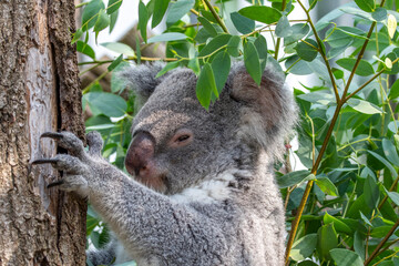 A peaceful koala in a tree