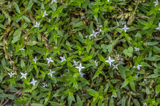 Virginia buttonweed plant closeup