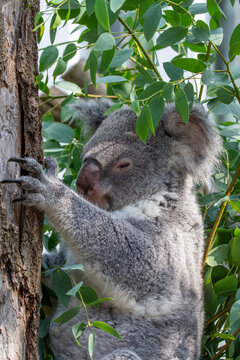 A peaceful koala in a tree