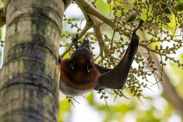 flying fox south east asia